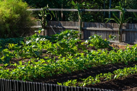 Autumn Gardening Tips