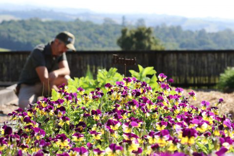 Organic Gardens in full bloom