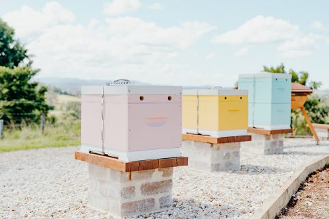 busy bees…in our organic gardens
