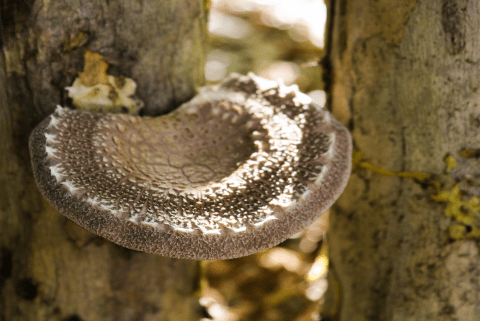 Mastering mushrooms this season…