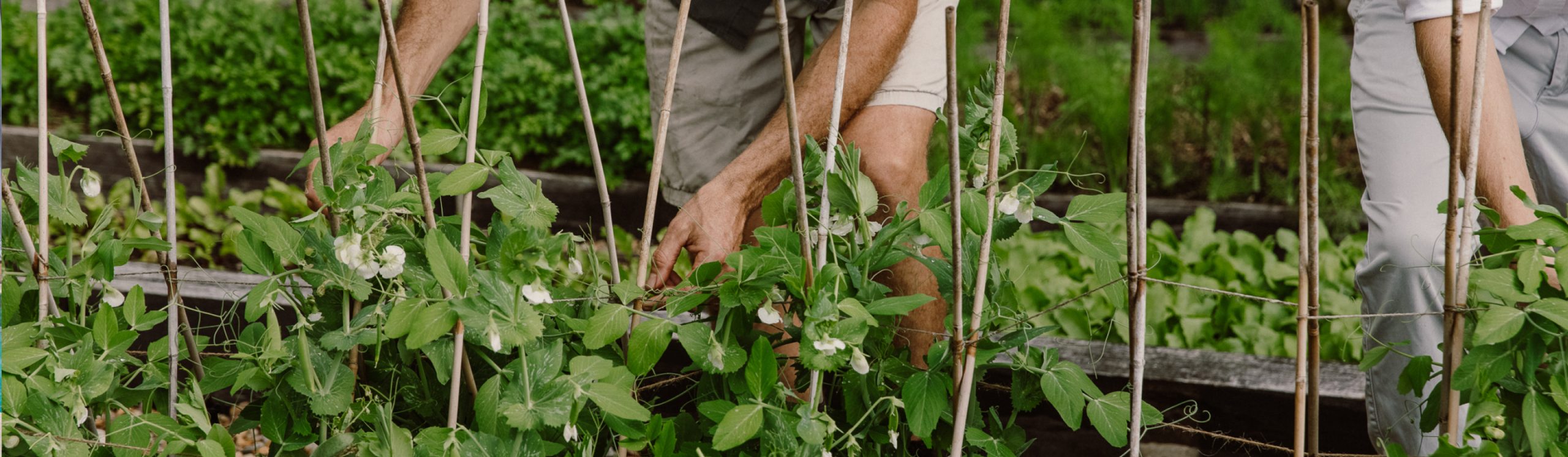 Forage & Graze Experience