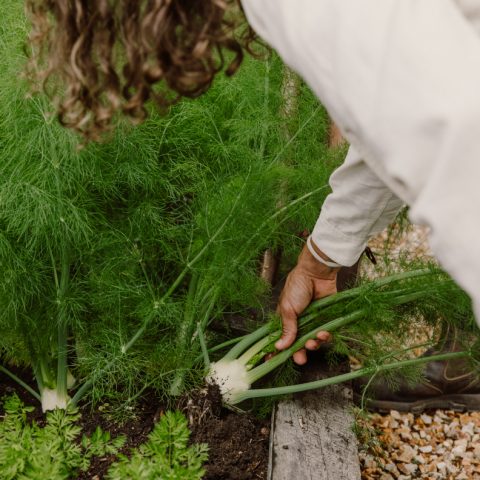 Forage & Graze Experience