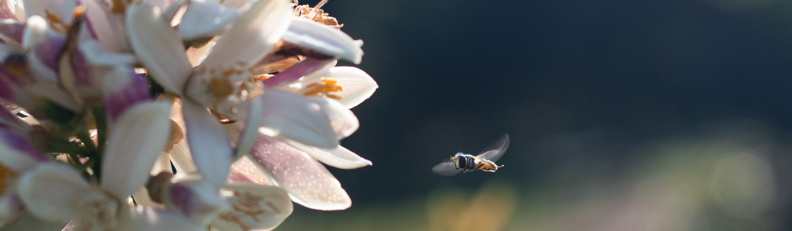 Seasonal Healing: The Power of Gaia’s Gardens