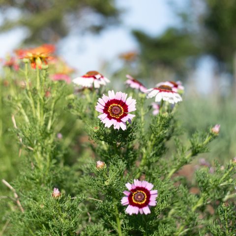 Seasonal Healing: The Power of Gaia’s Gardens