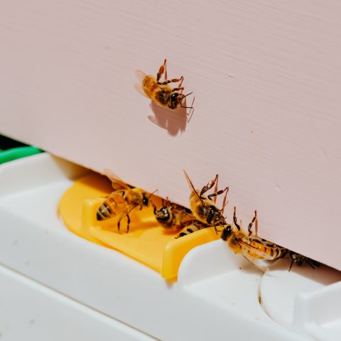Beekeeping Experience Offer