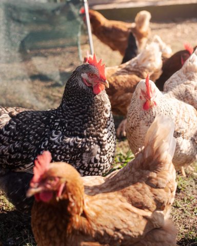 Sustainability at Gaia